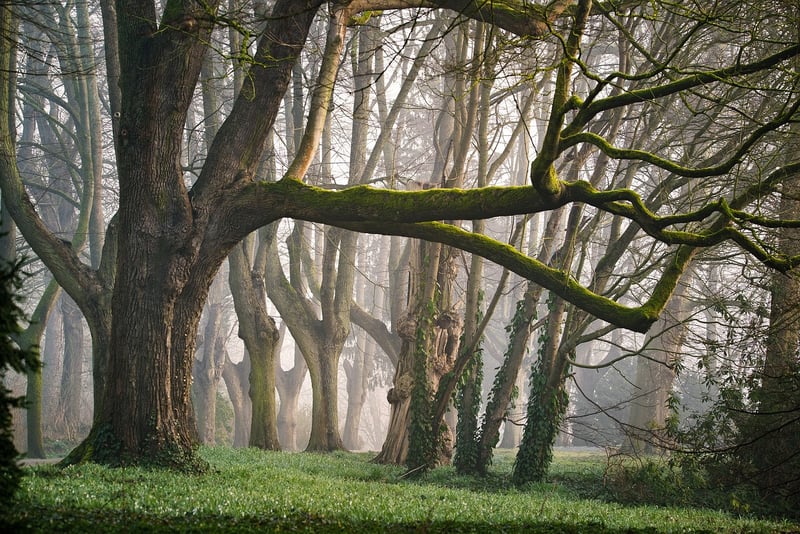 Mystical Forest