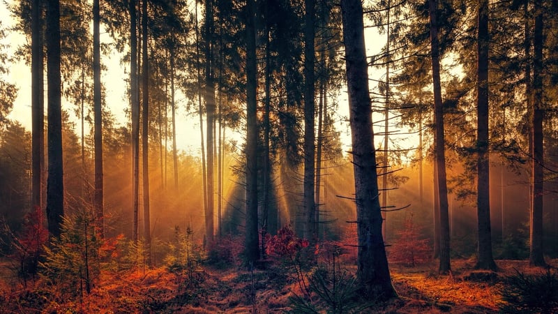 Enchanted Forest